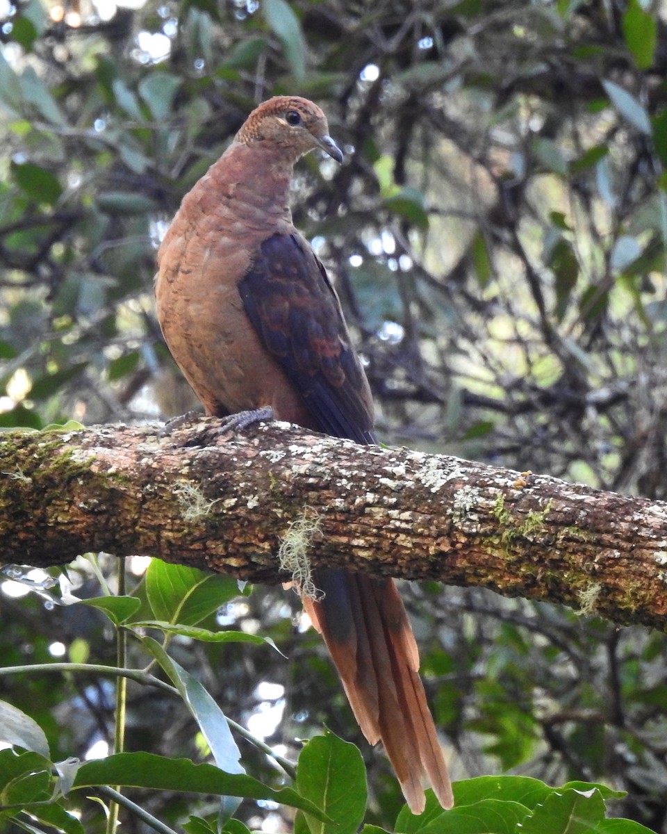 Brown Cuckoo-Dove - ML100000921
