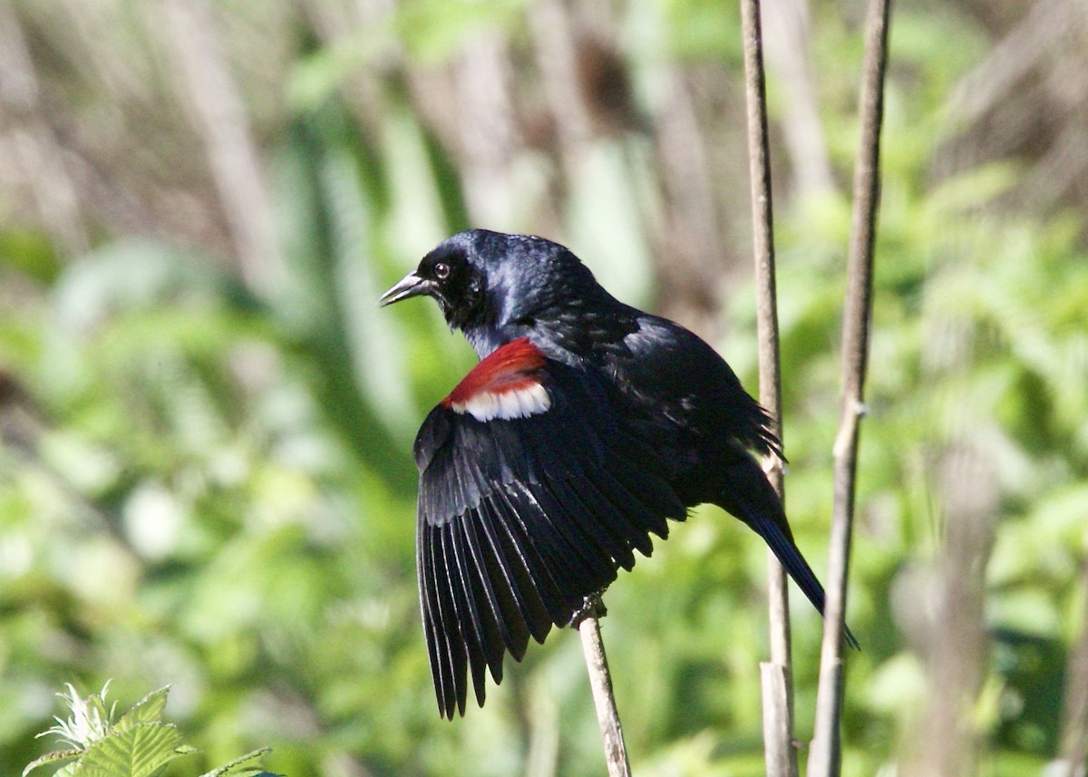 Tricolored Blackbird - Dave Bengston