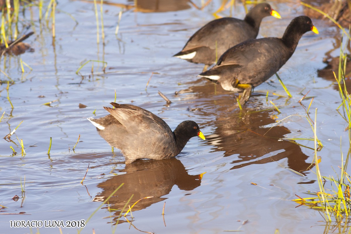 Red-fronted Coot - Horacio Luna