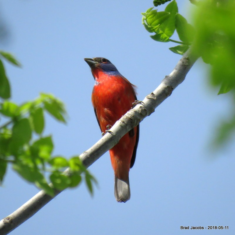 Painted Bunting - Brad Jacobs