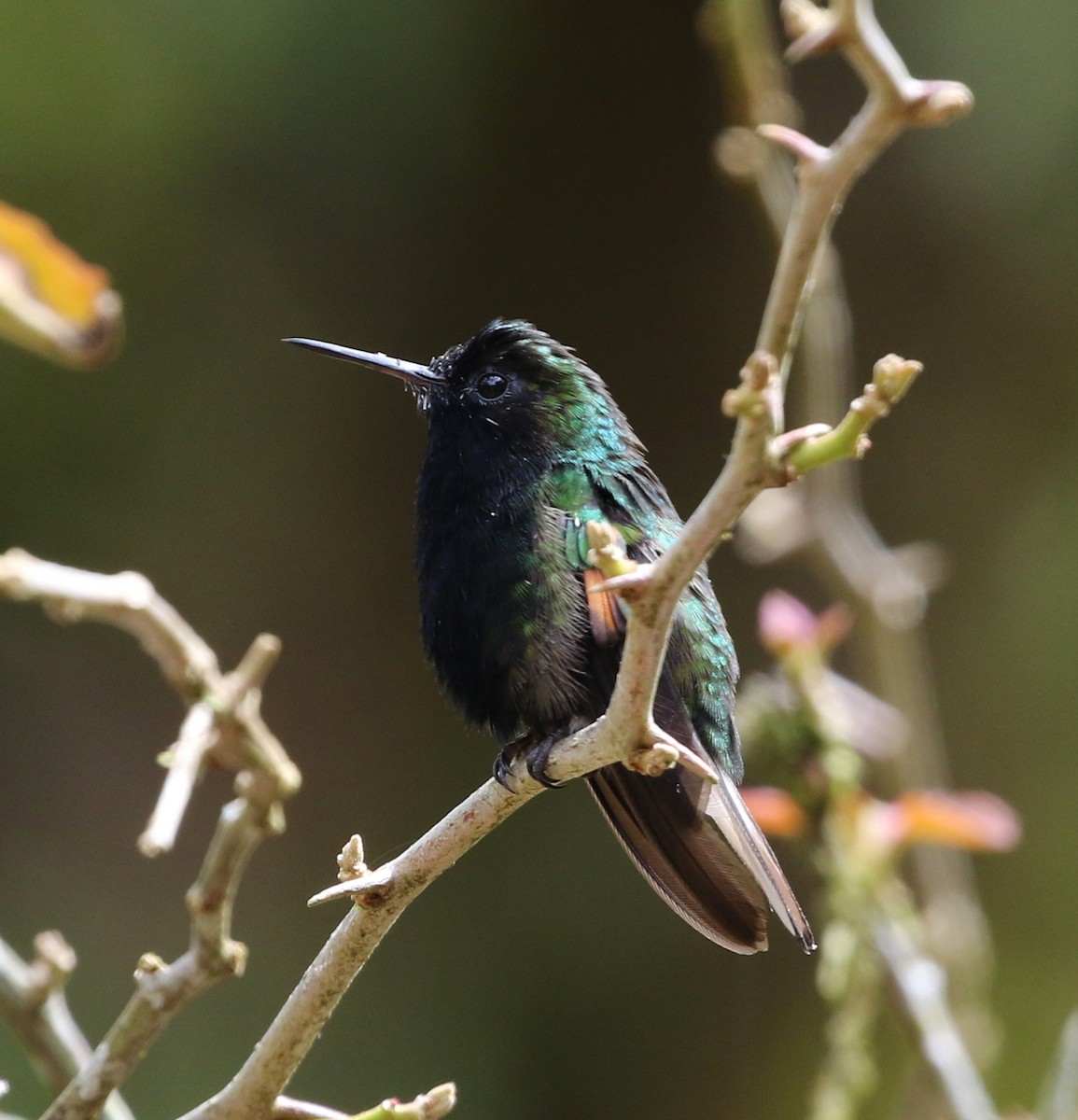 kolibřík kostarický - ML100007051