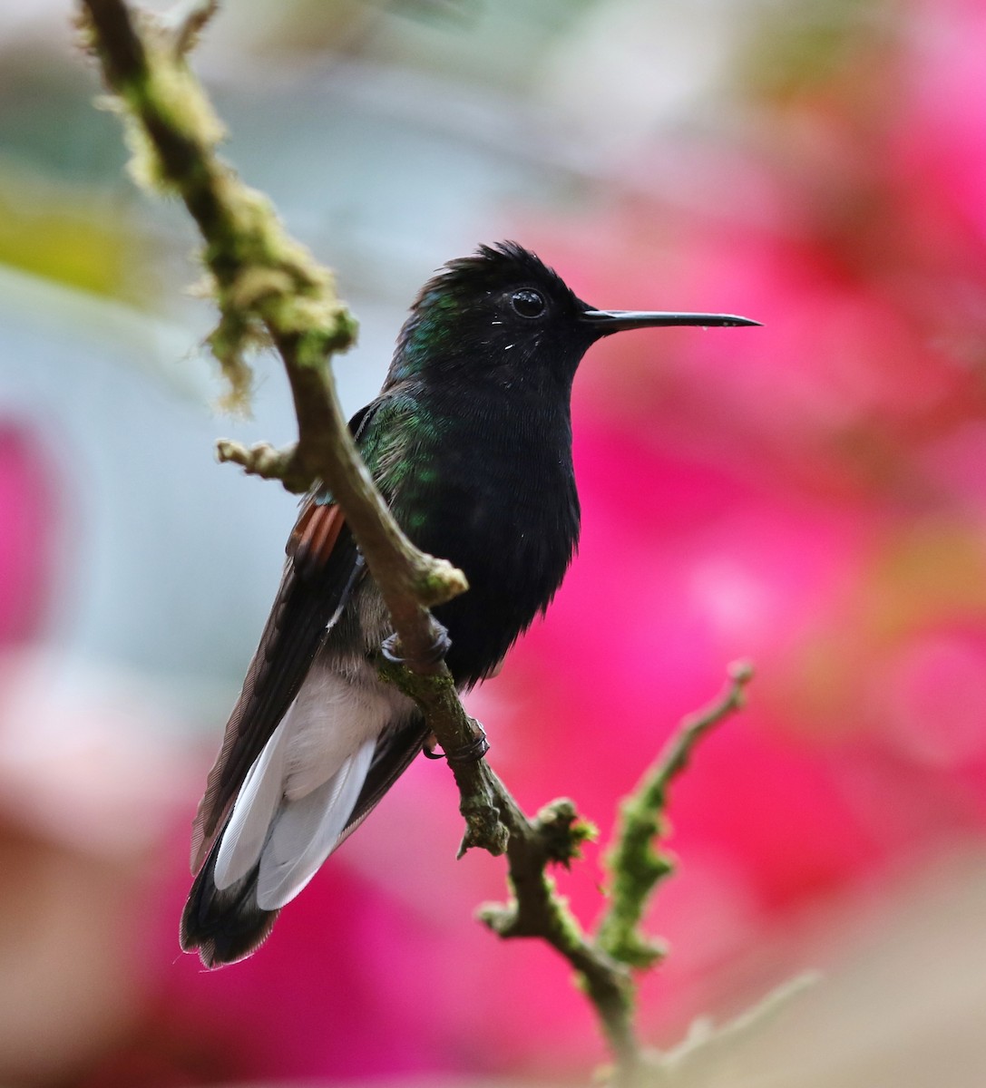 Black-bellied Hummingbird - ML100007061