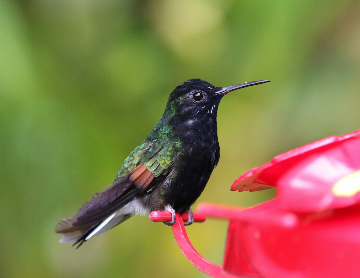 Black-bellied Hummingbird - Tom Benson