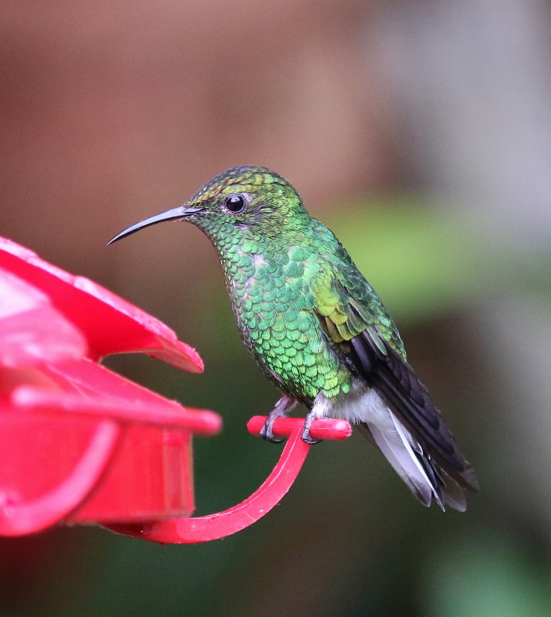 kolibřík měděnohlavý - ML100007301