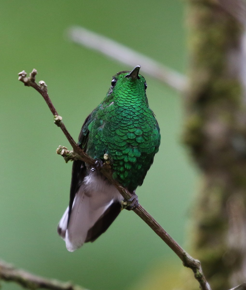 kolibřík měděnohlavý - ML100007311