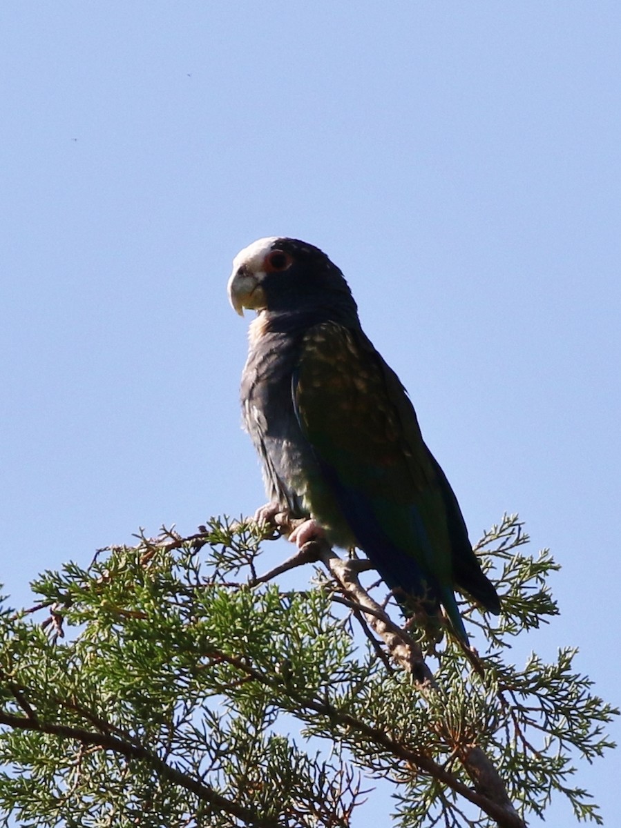 White-crowned Parrot - ML100007511