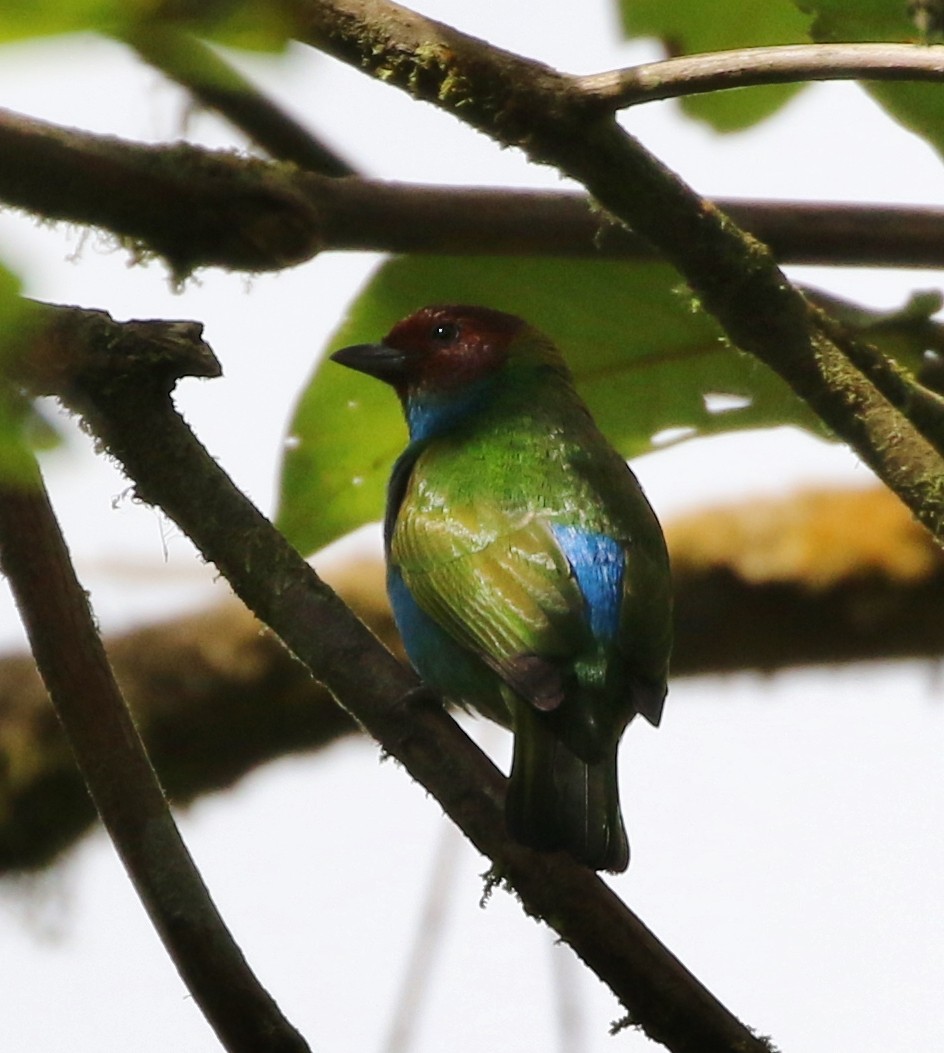 Bay-headed Tanager - ML100008121