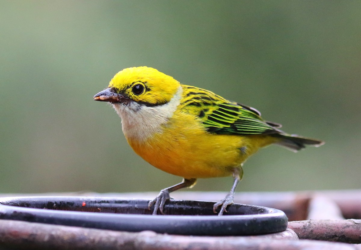 Silver-throated Tanager - ML100008221
