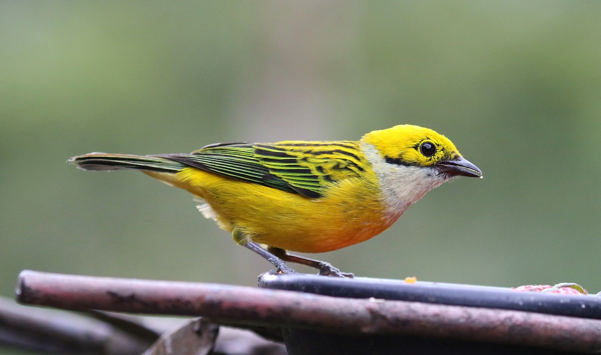 Silver-throated Tanager - ML100008261