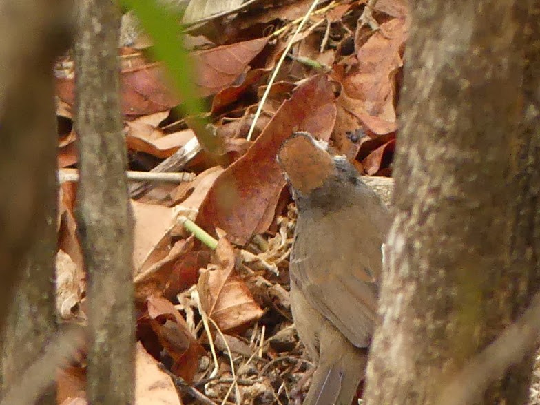 White-faced Ground-Sparrow - Robin Duska