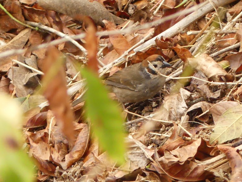 White-faced Ground-Sparrow - Robin Duska