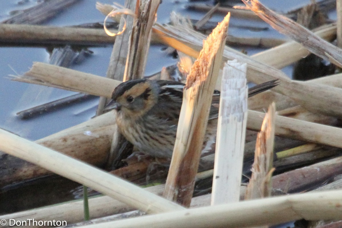 Nelson's Sparrow - margeNdon thornton