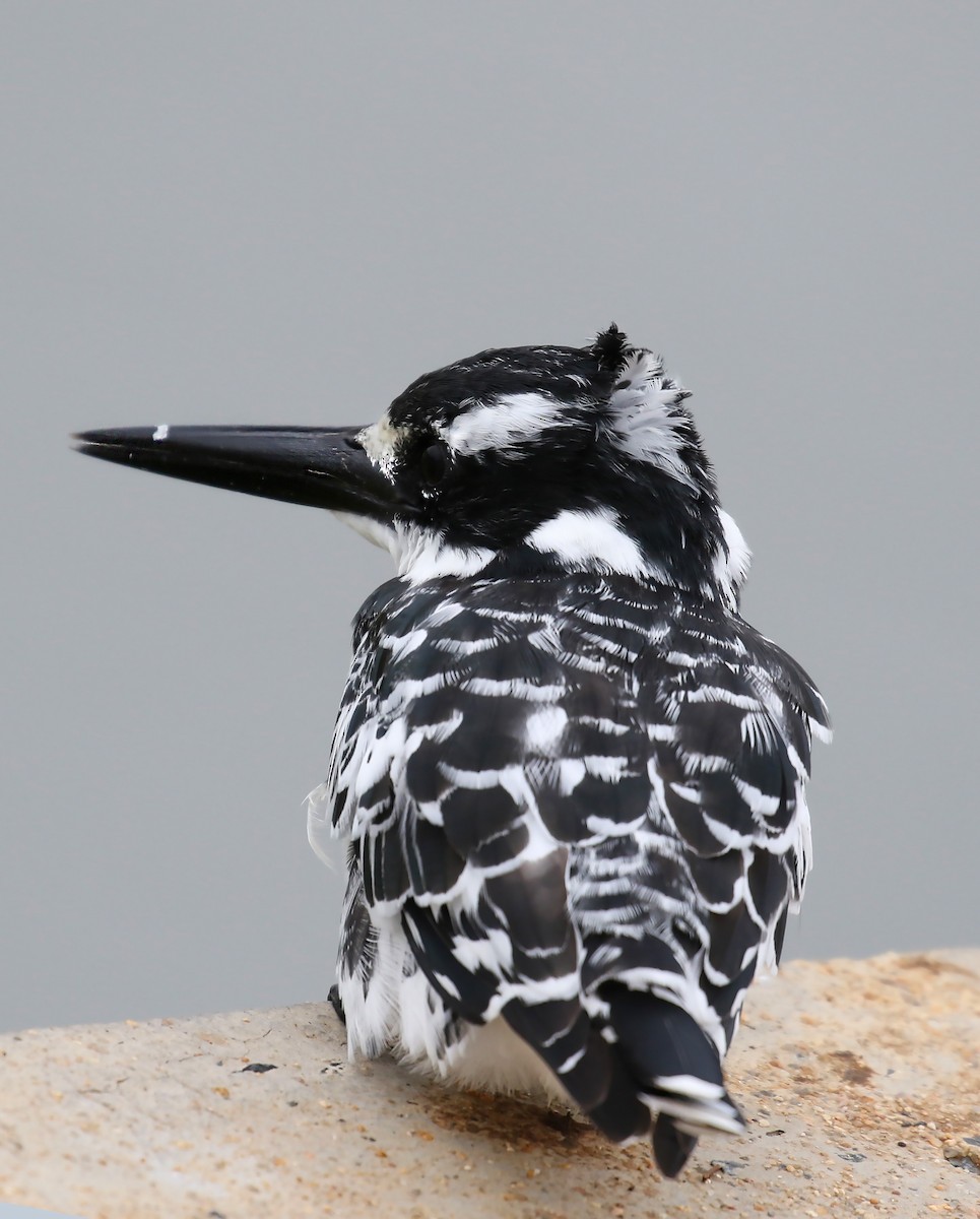 Pied Kingfisher - olivia graves