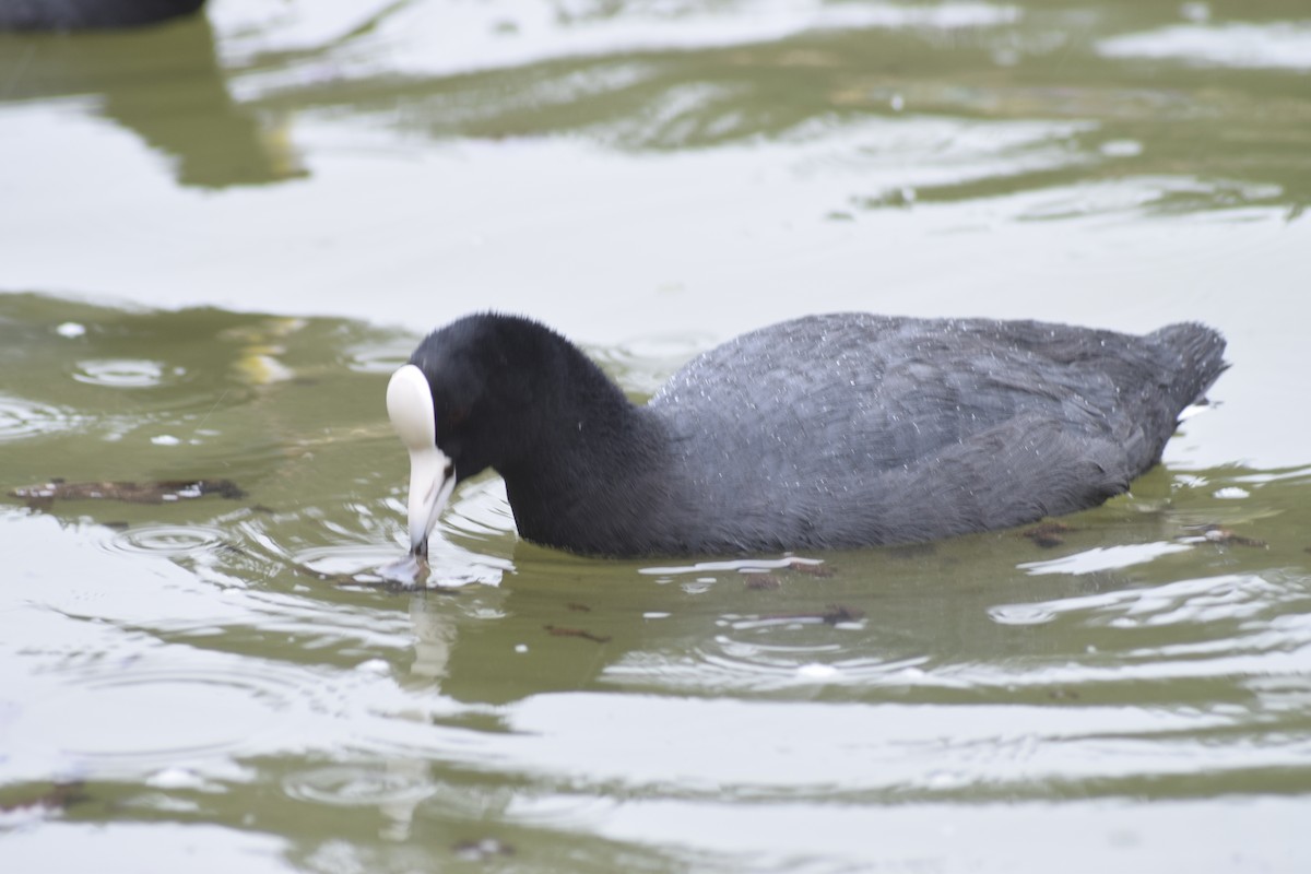 Slate-colored Coot (White-billed) - Anonymous