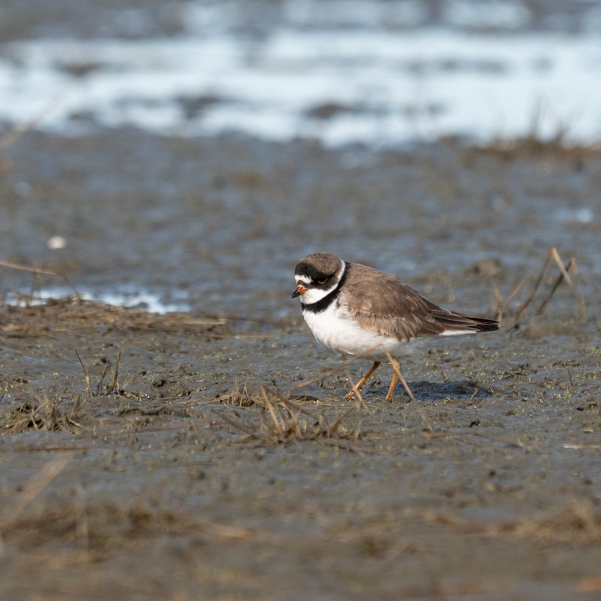 Semipalmated Plover - Travis Saunders