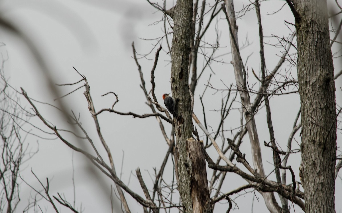 Red-bellied Woodpecker - ML100017611