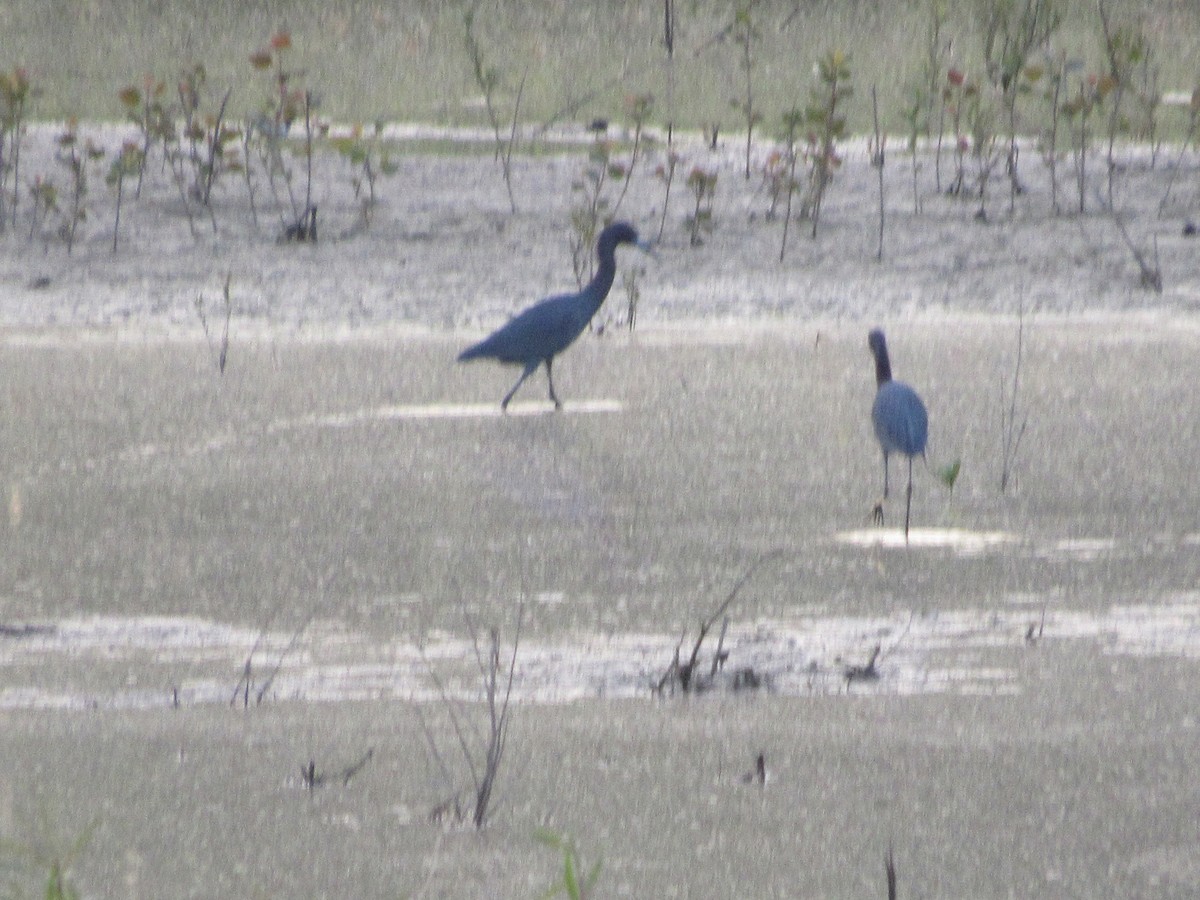 Little Blue Heron - Rene',Andy and Bill McGill