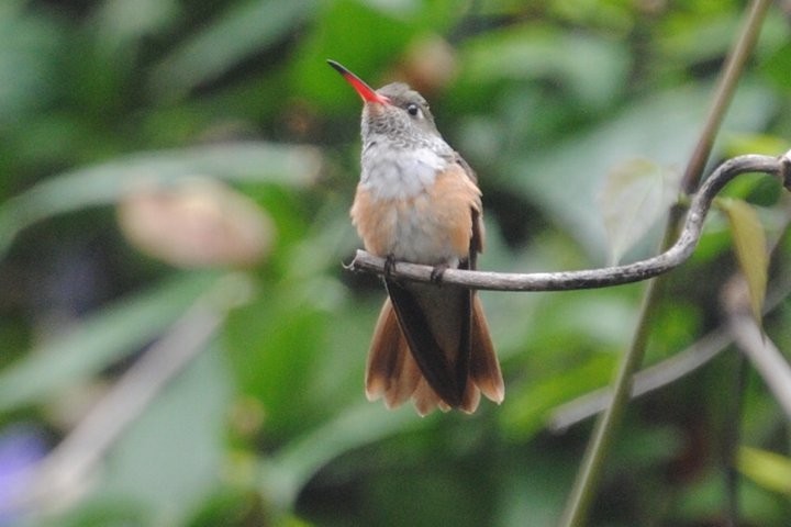 Amazilia Hummingbird - David Weaver
