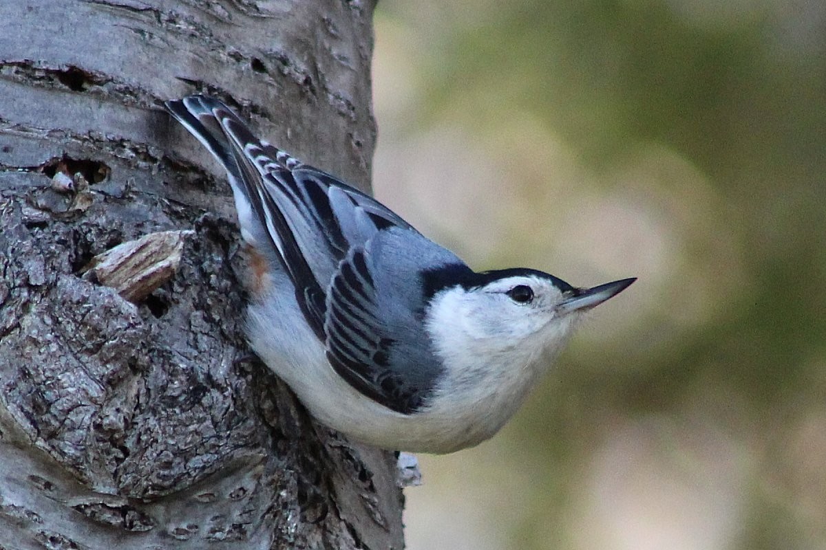 White-breasted Nuthatch - ML100020431
