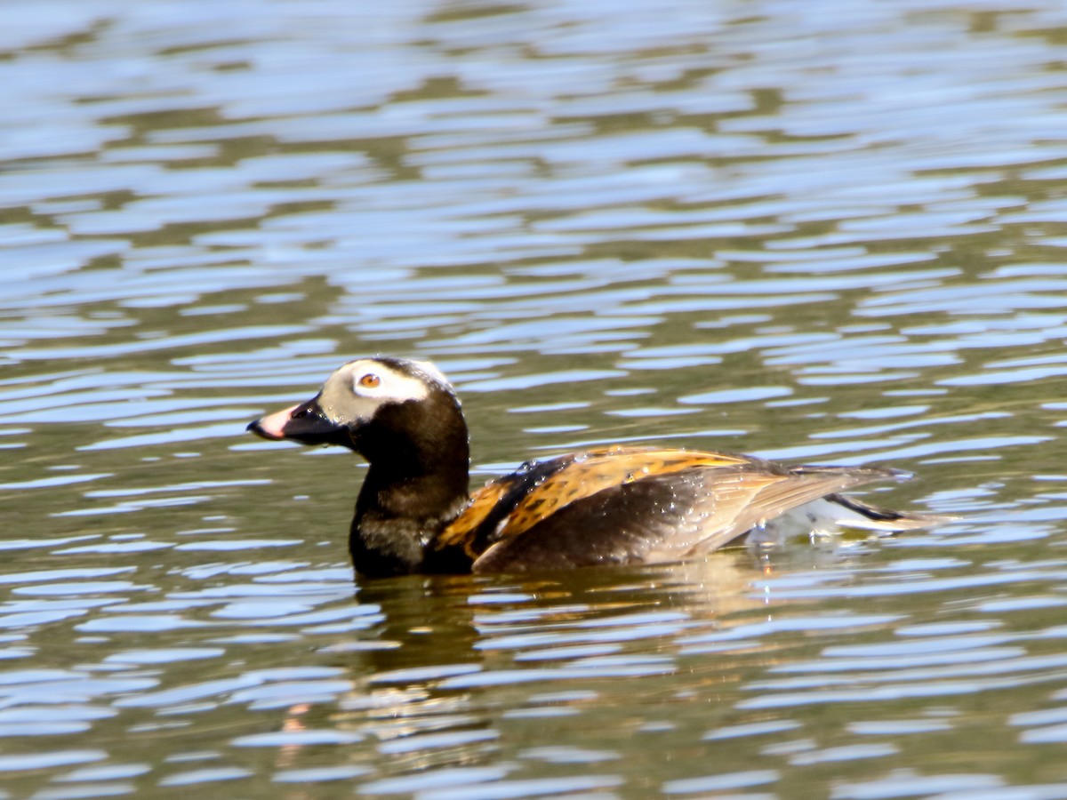 Long-tailed Duck - ML100020821