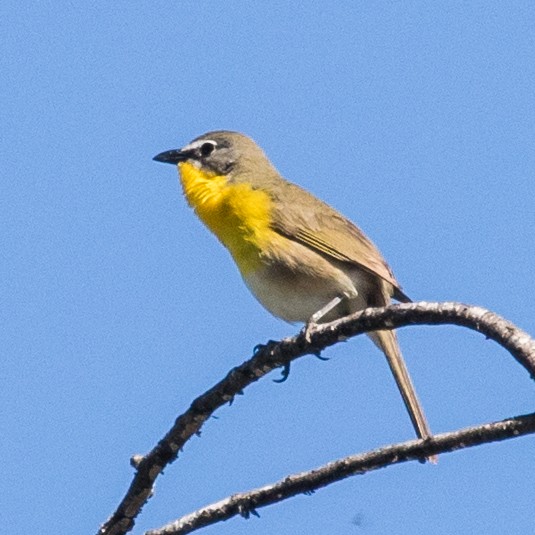 Yellow-breasted Chat - ML100025711
