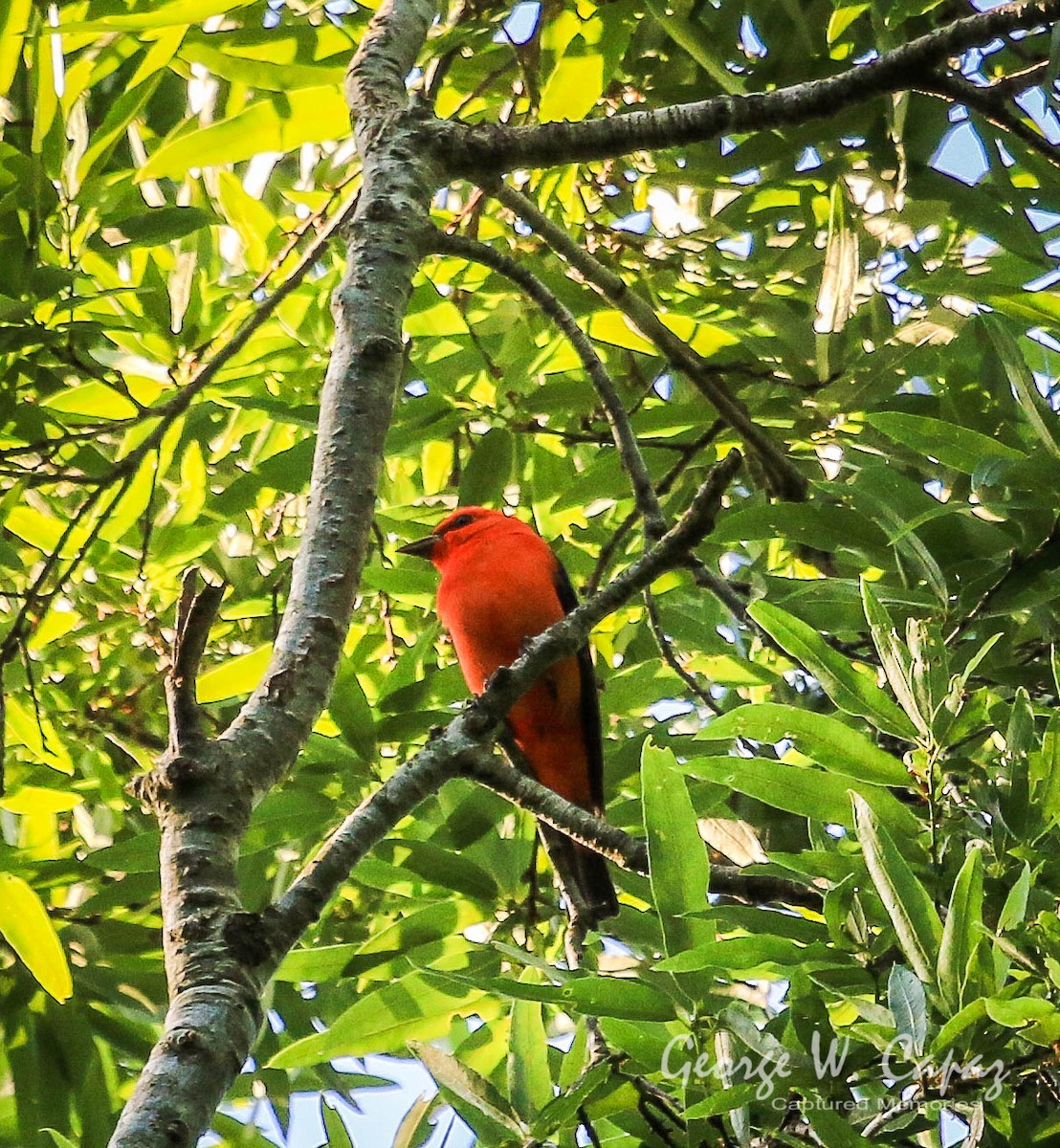 Scarlet Tanager - George Capaz