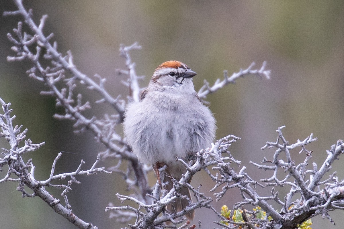 Chipping Sparrow - ML100030671