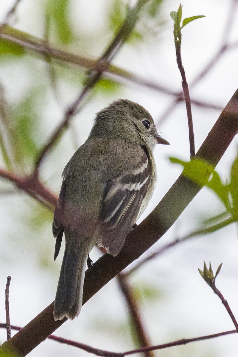 Empidonax sp. - Kenny Younger