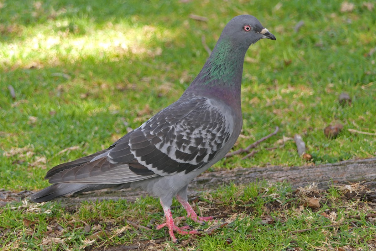 Rock Pigeon (Feral Pigeon) - ML100032821