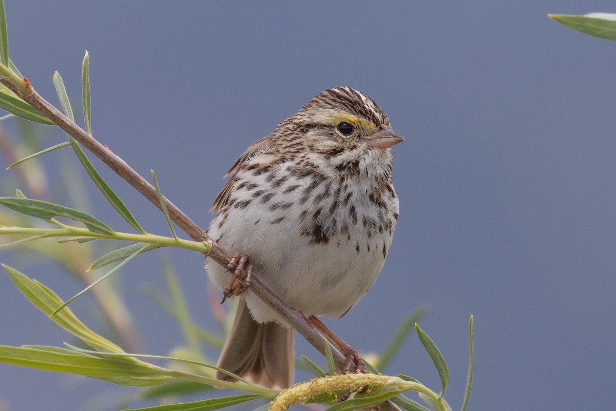 Savannah Sparrow - ML100032881