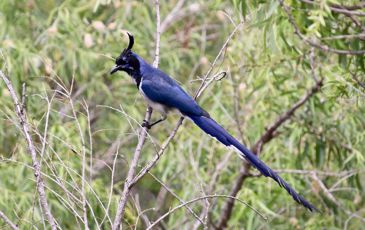 Black-throated Magpie-Jay - Millie and Peter Thomas