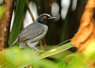  - Ash-breasted Antbird