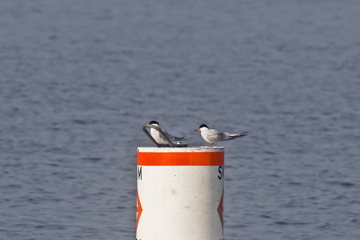 Common Tern - William Keim