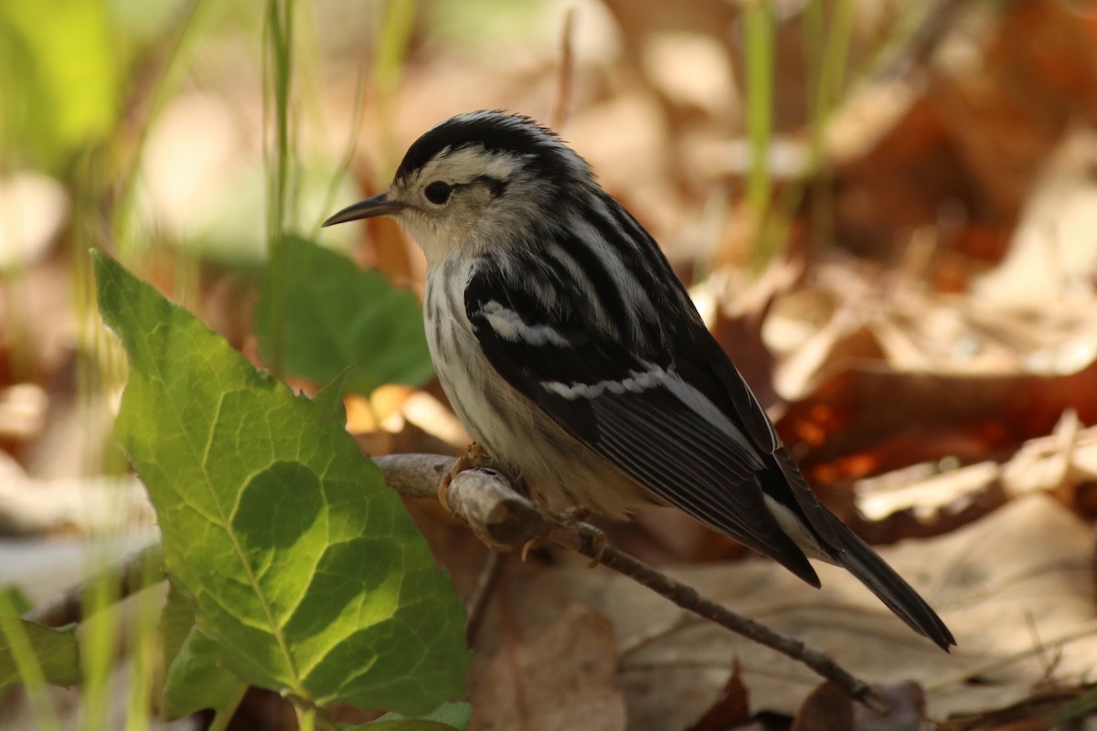 Black-and-white Warbler - Andrew E and Rebecca A Steinmann