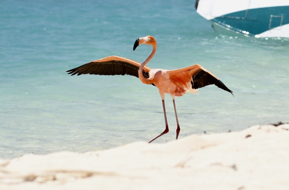 American Flamingo - Suzanne Zuckerman