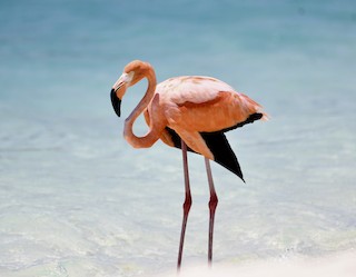 American Flamingo, ML100034521