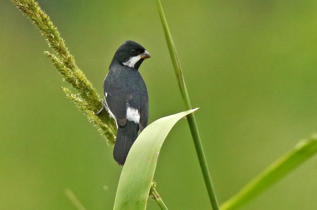 Lesson's Seedeater - ML100034811