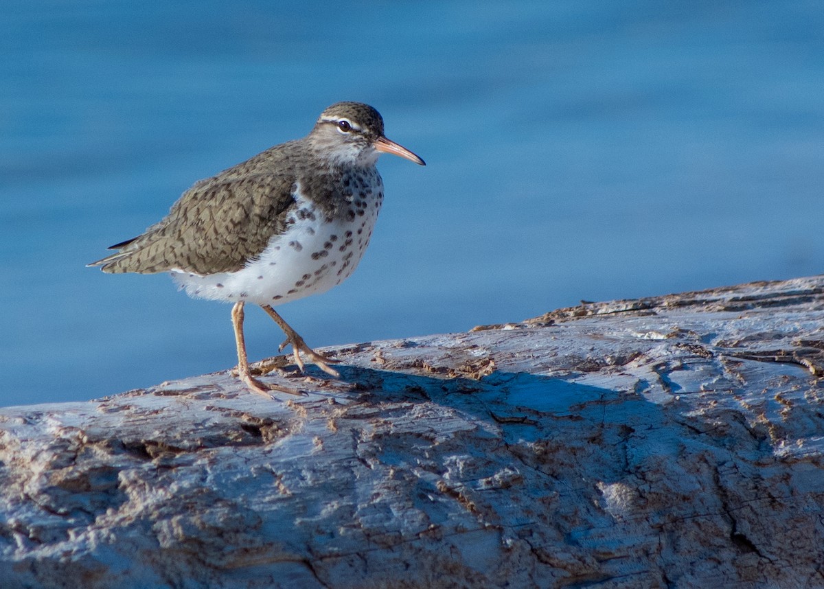 Spotted Sandpiper - Moira Maus