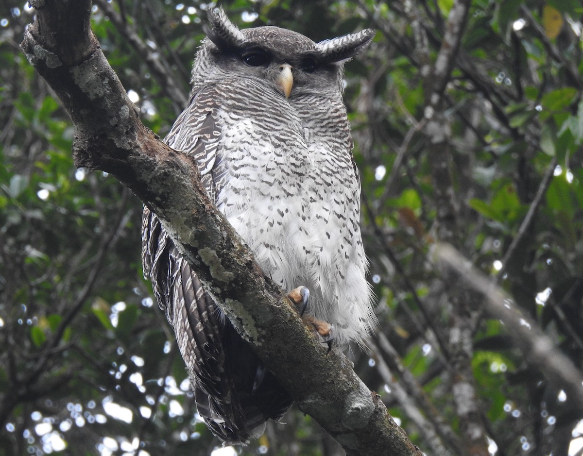 Barred Eagle-Owl - Michael Hurben
