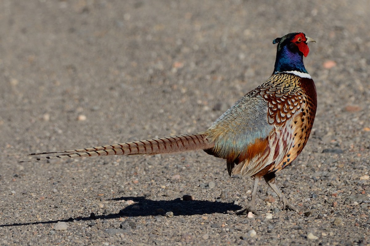 Ring-necked Pheasant - Richard Gray