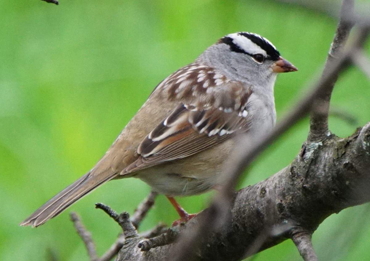 White-crowned Sparrow - Dennis Mersky