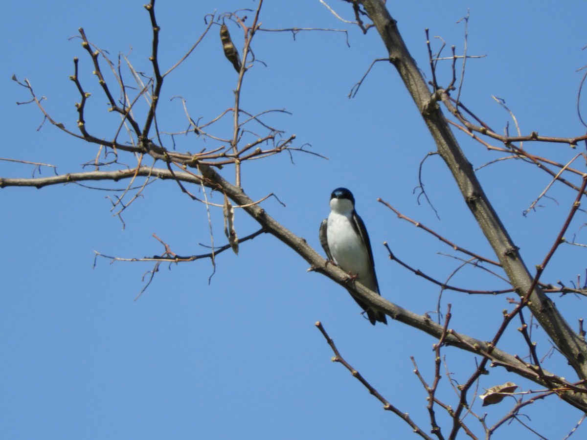 Tree Swallow - carol villeneuve