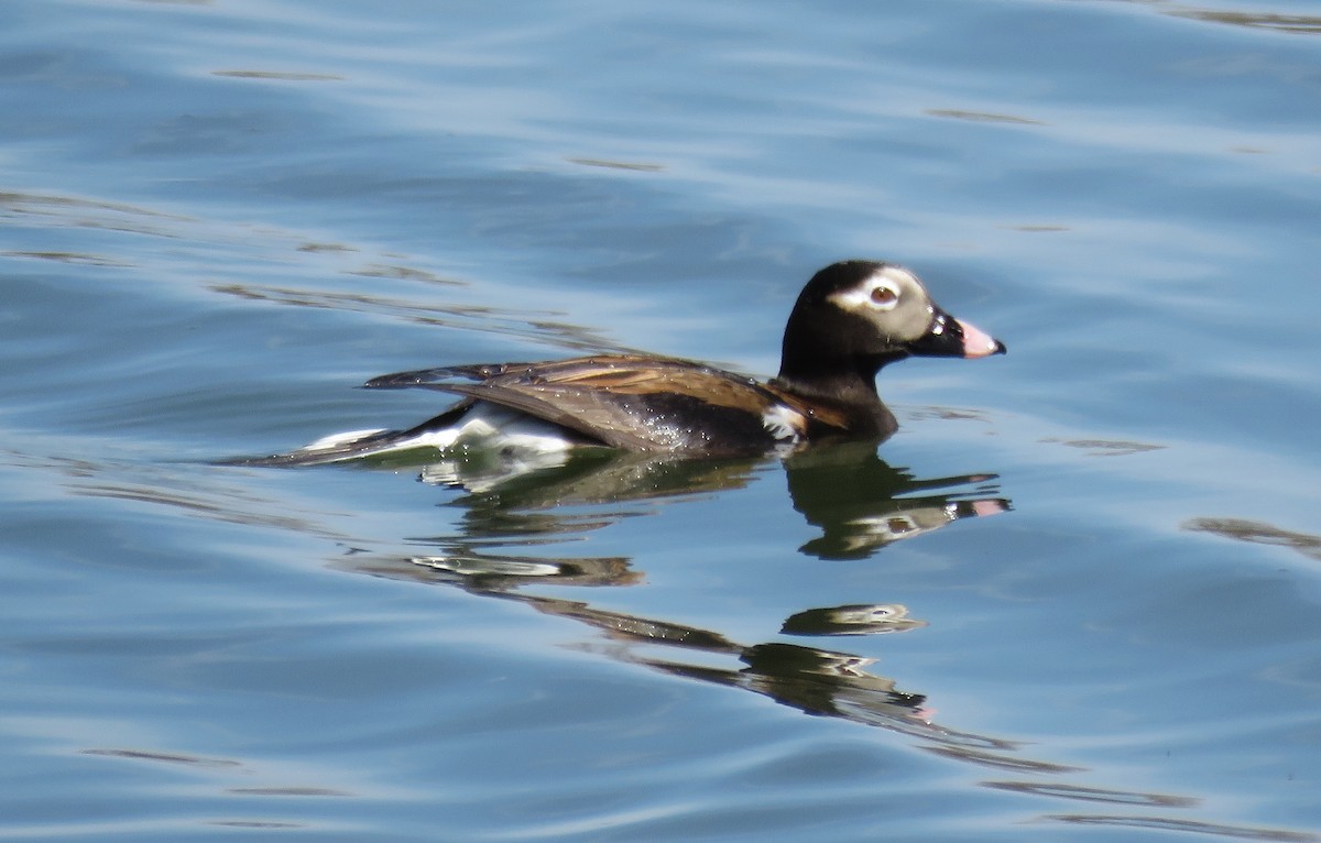 Long-tailed Duck - ML100044331