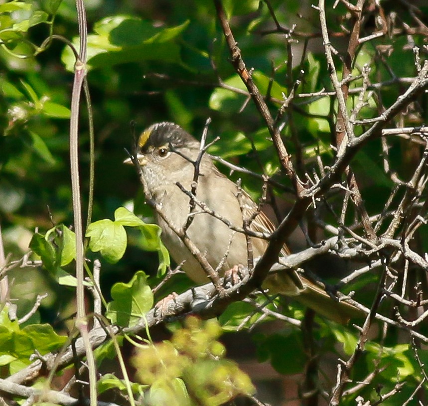 Golden-crowned Sparrow - Kirk Swenson