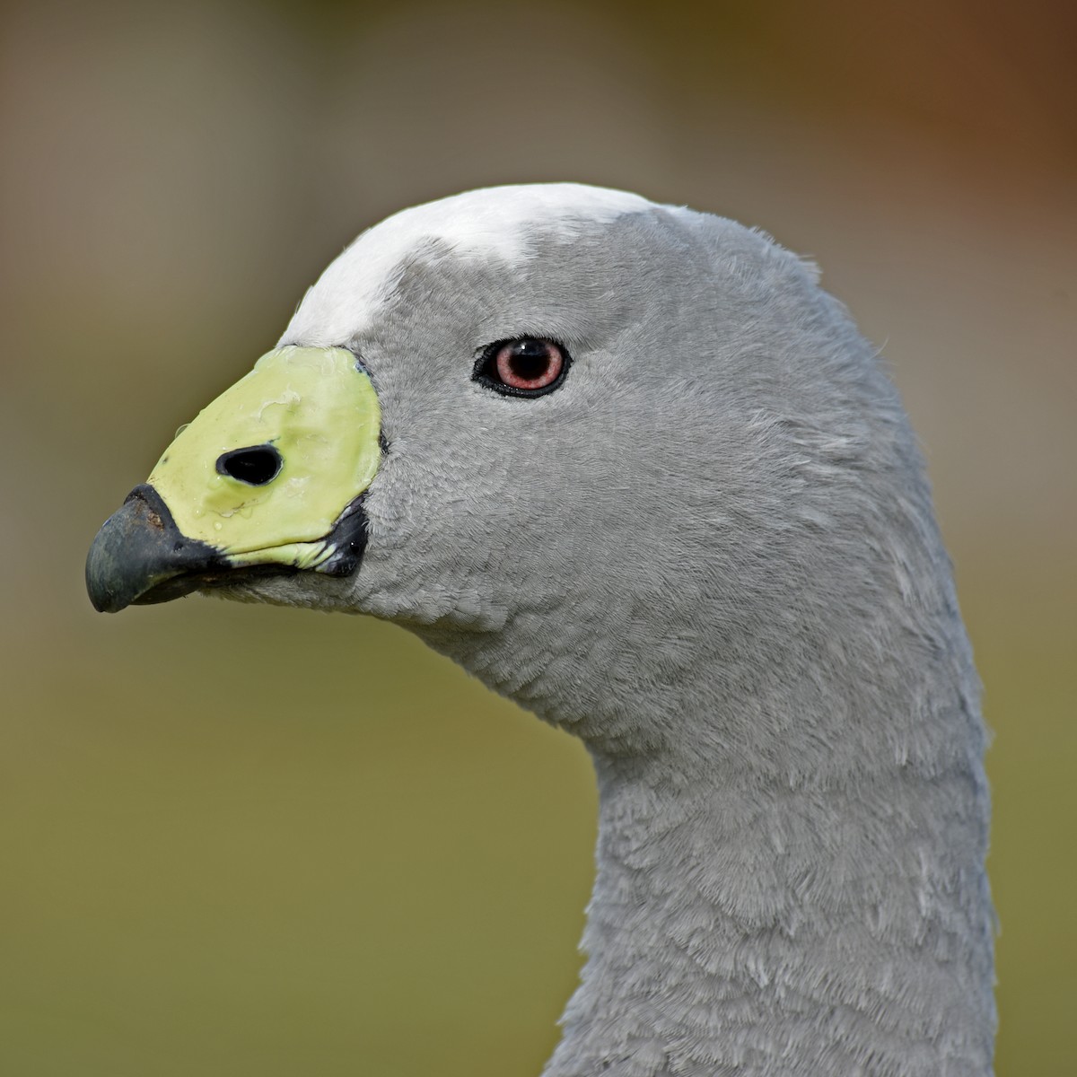 Cape Barren Goose - ML100047201