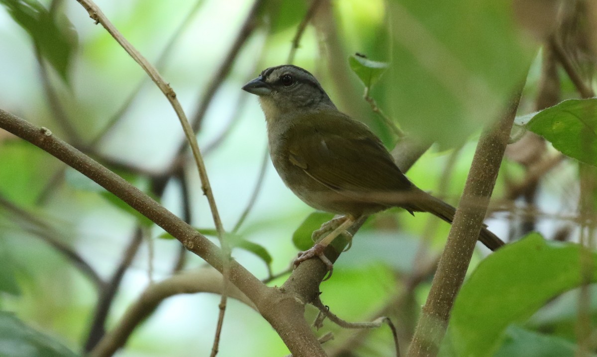 Green-backed Sparrow - ML100048431