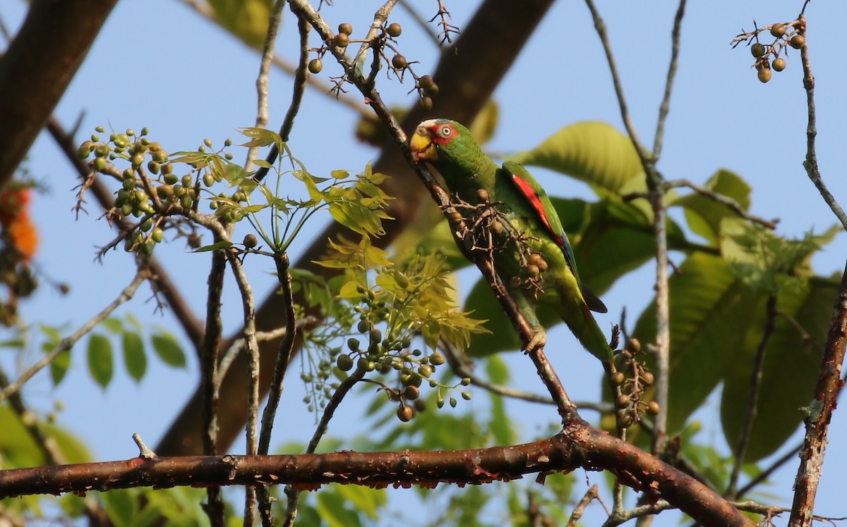 White-fronted Parrot - ML100048671