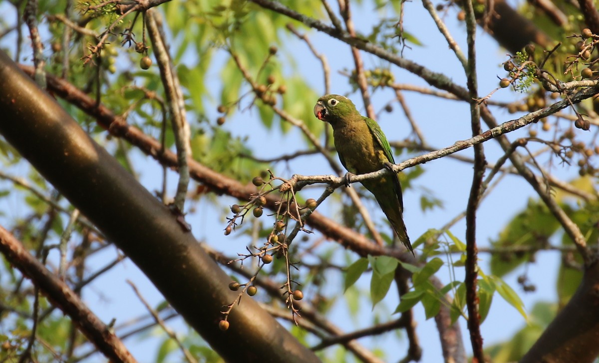 Olive-throated Parakeet (Aztec) - ML100048781