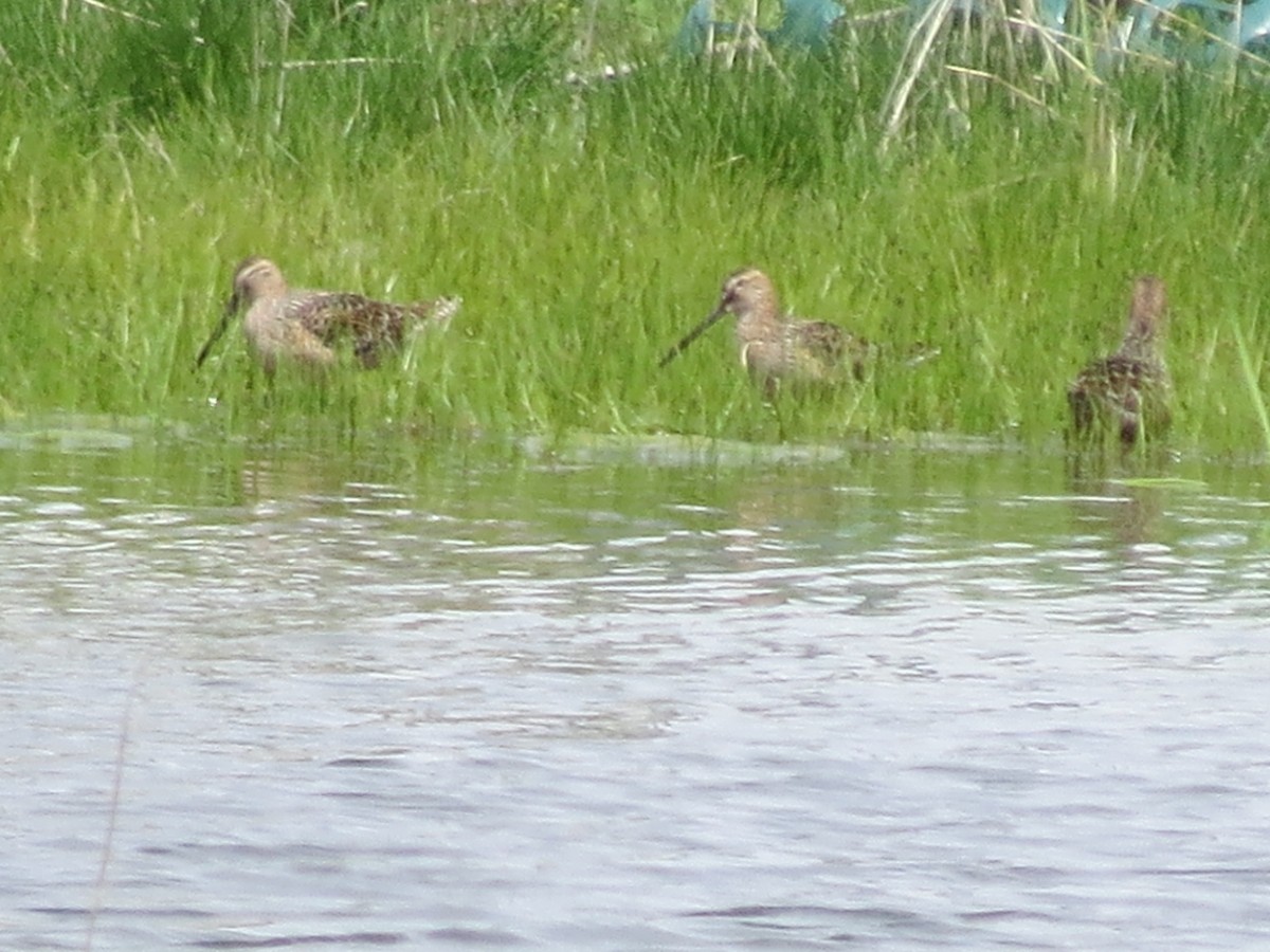 Long-billed Dowitcher - ML100051761