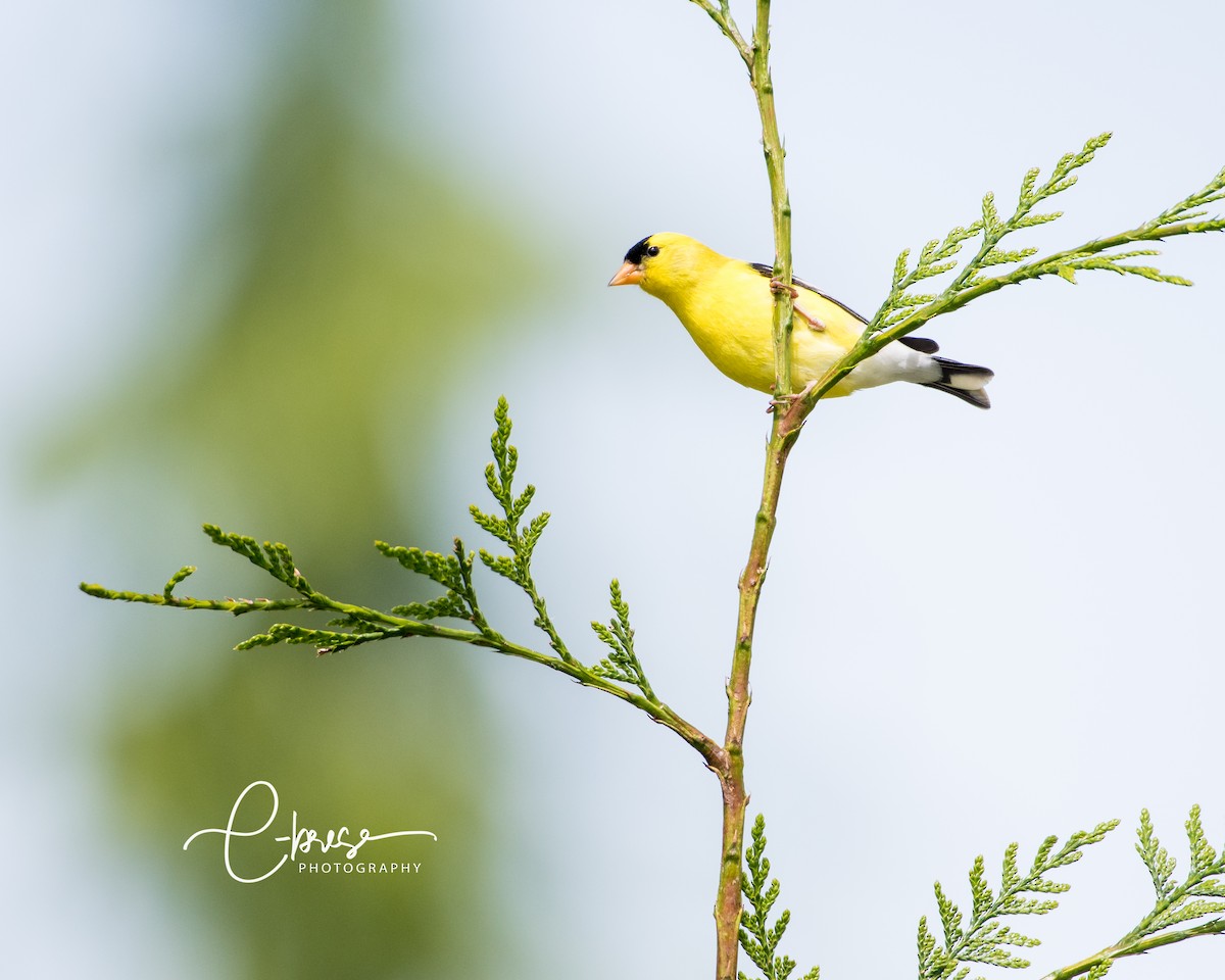 American Goldfinch - Angela Calabrese